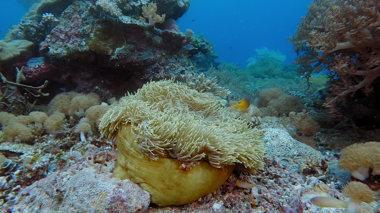 A Magnificent Anemone with False Anemone fish, commonly referred to as clown fish and sometimes vine called Nero fish