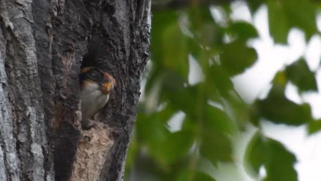 The-Black-thighed-Falconet-is-one-of-the-smallest-birds-of-prey-found-in-the-forests-in-some-countries-in-Asia