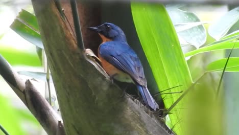 a worm flycatcher with blue back feathers and an orange chest is nesting