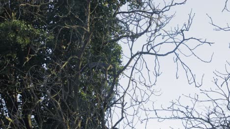 Squirrel-jumping-between-two-trees