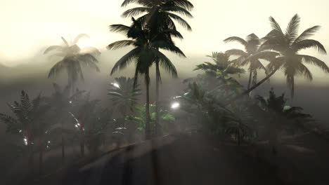 coco palm trees tropical landscape