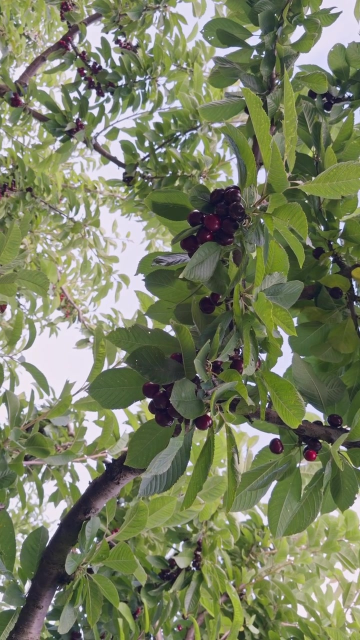 Primo piano di ciliegie rosse mature che crescono tra le foglie verdi su un ciliegio, mostrando frutti freschi pronti per la raccolta durante la stagione delle ciliegie.