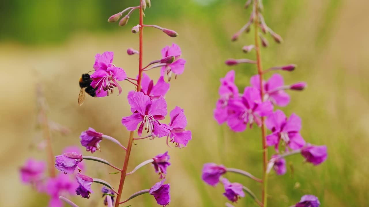 Macro slow motion shows bee in delicate harmony with wild flora at dusk