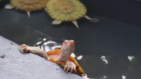 pale yellow baby turtles in water