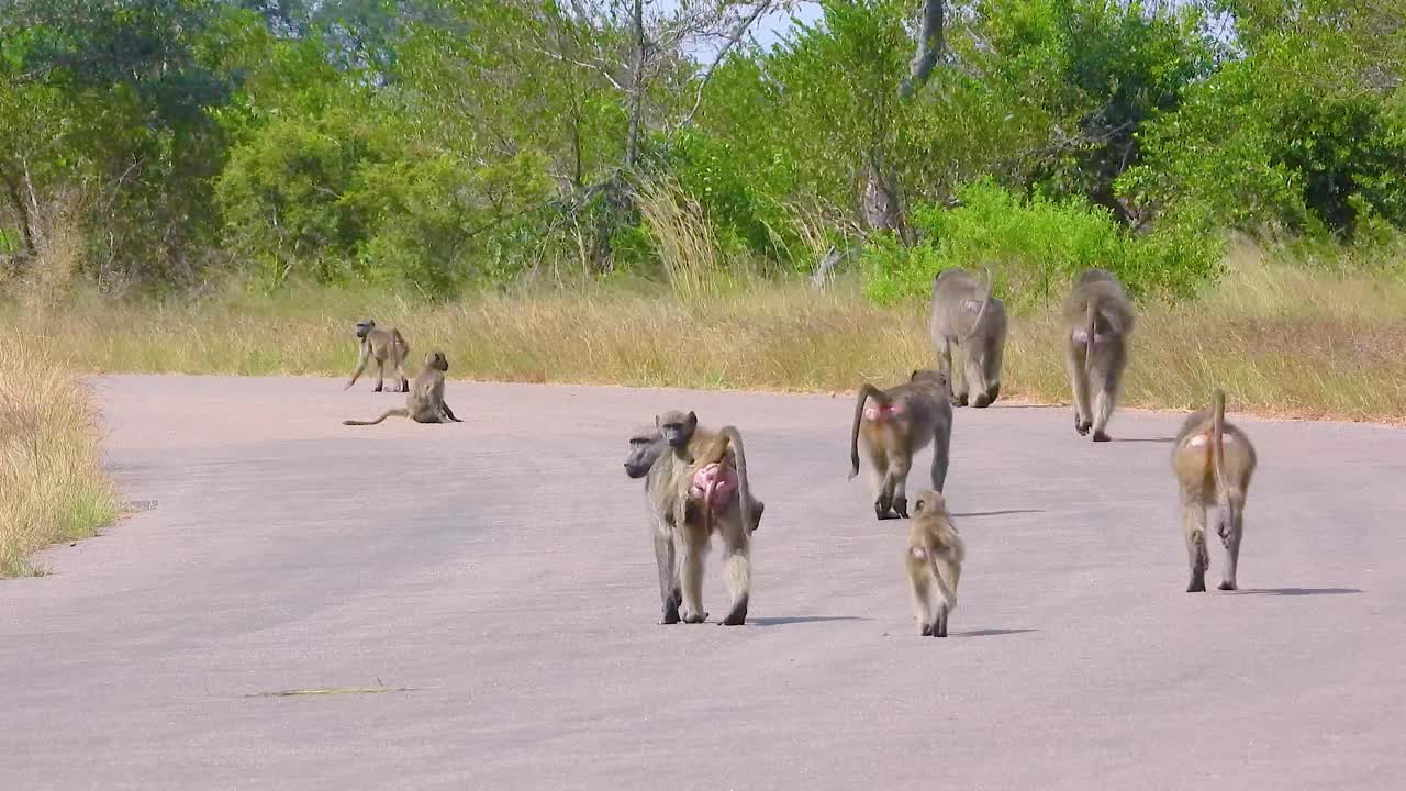 남아프리카 공화국 크루거 국립 공원 의 길 을 따라 고 있는 바본 원이 들