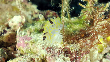 a sea slug crawling on algae