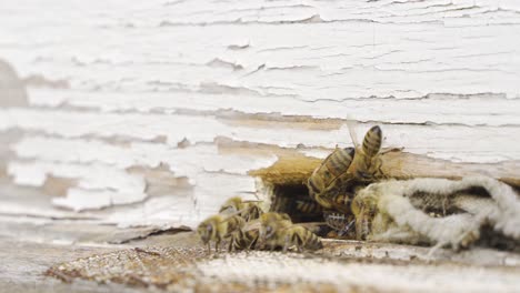las abejas de miel en primer plano.