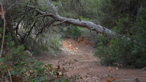 cyclist-navigates-through-a-forested-rocky-trail-with-fallen-trees,-skillfully-riding-their-mountain-bike