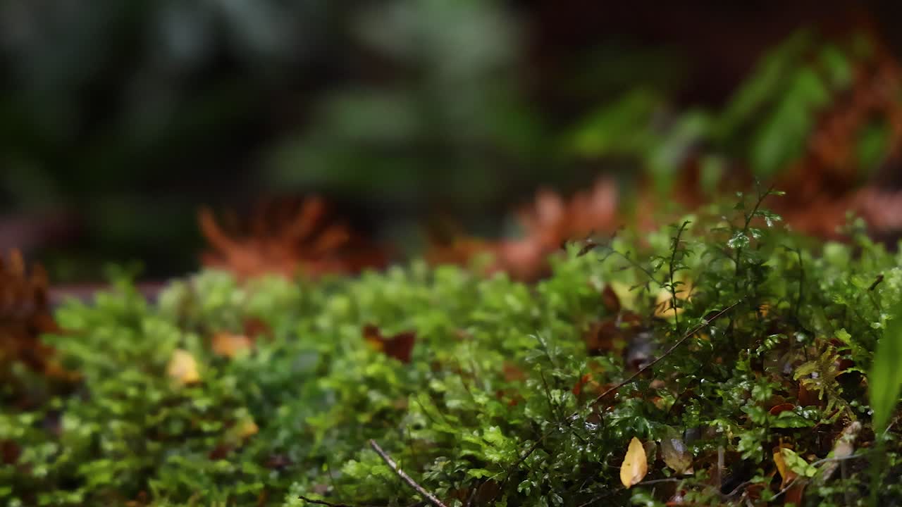 primer plano de musgo y helechos en la selva tropical
