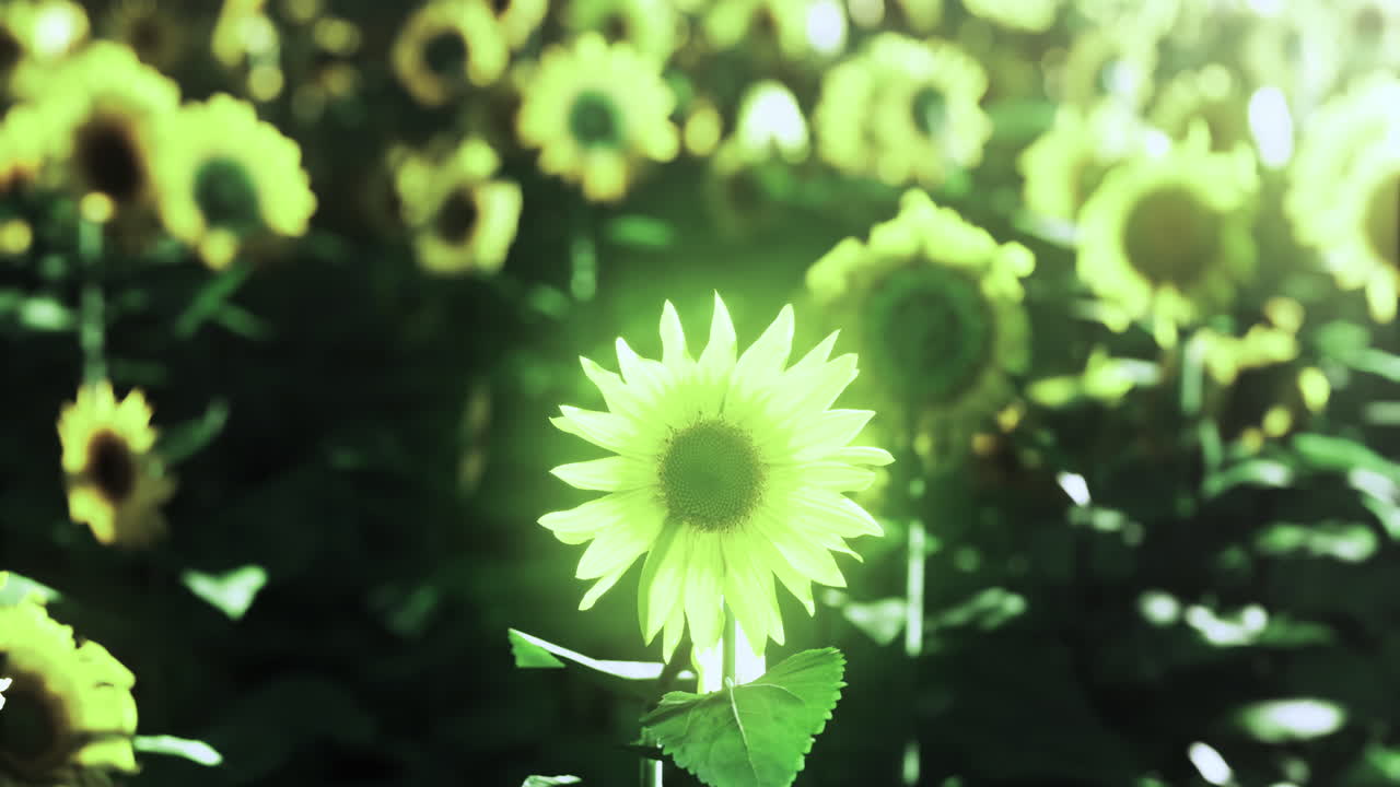 Sunflowers bloom vibrantly in a sprawling golden field under bright sunlight