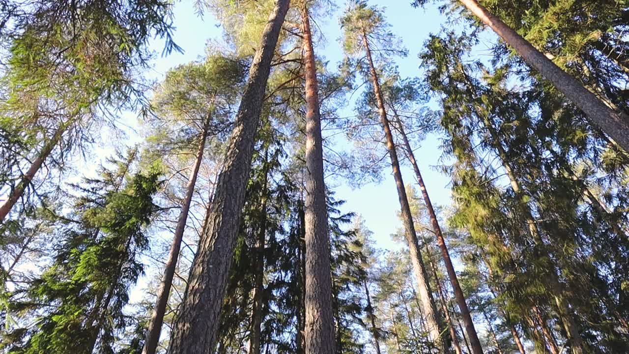 Vista verso l'alto di alti alberi sempreverdi e pini che formano una cornice naturale attorno a un cielo blu chiaro, creando una scena pacifica della volta forestale in piena luce diurna.