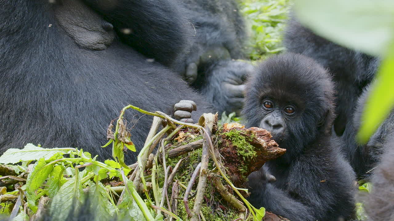 Cucciolo di gorilla che mangia radici e dorme.