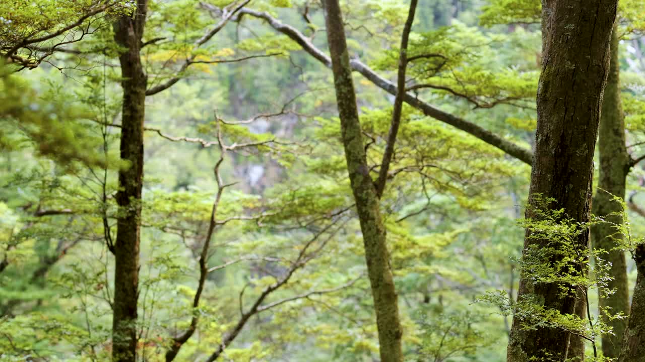 Lush green forest with towering trees, captured in natural daylight, creating a serene and peaceful atmosphere
