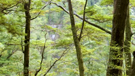 lush green forest with towering trees, captured in natural daylight, creating a serene and peaceful atmosphere