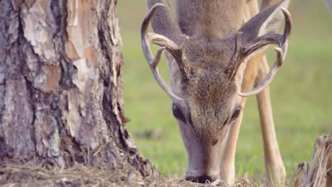 male deer with antlers eating close up