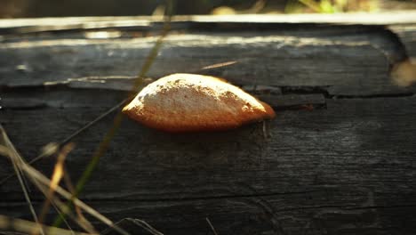 close up of mushroom on wood