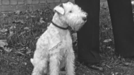 trained wire fox terrier dog waits calmly beside owner during daily walk