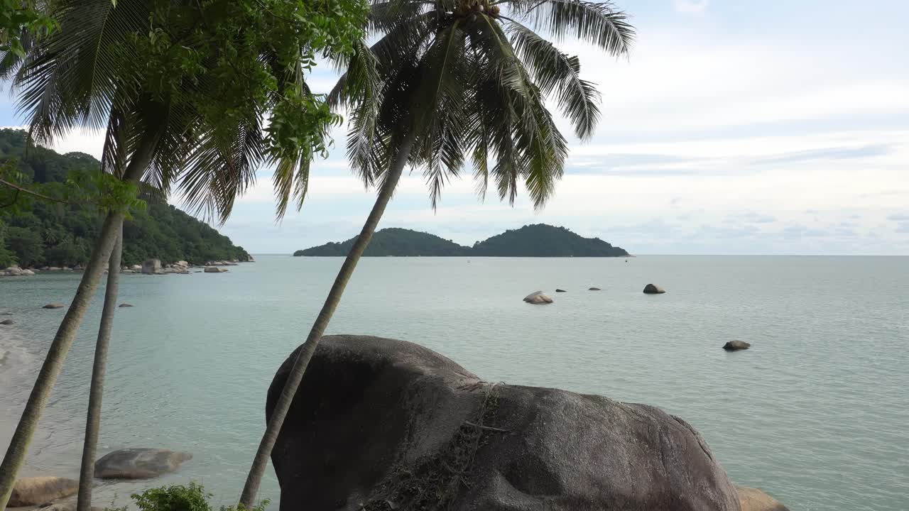 Tilt shot coconut trees at island