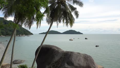 Tilt-shot-coconut-trees-at-island