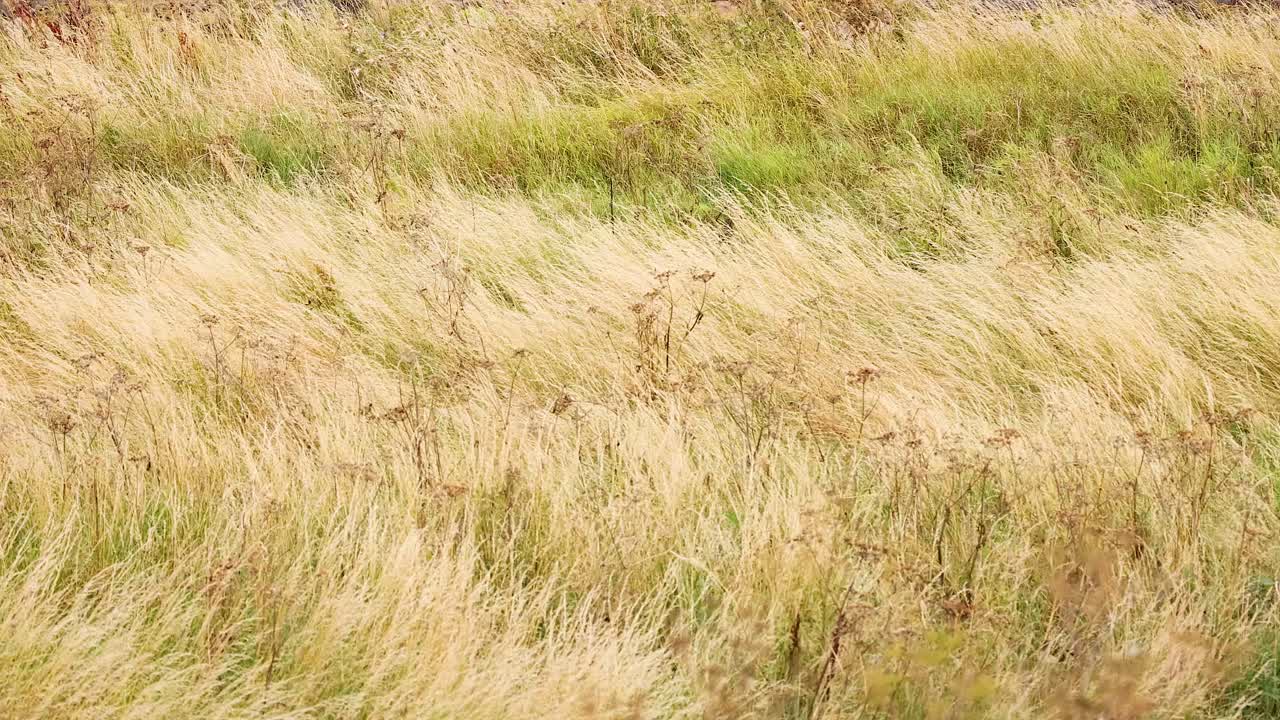 la hierba se balancea en el viento, fife, escocia