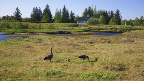 wild geese family with three little chicks during clear summer day feeding on grass at the riverside