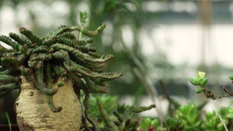 vista más cercana y movimiento de la cámara del lado izquierdo de una planta de euphorbia stellata