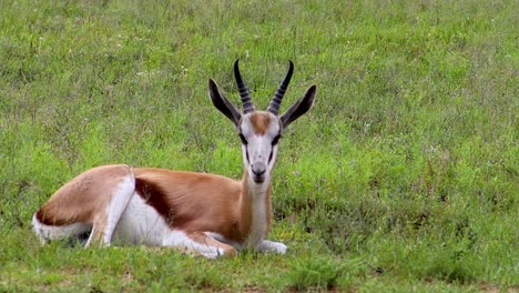 antílope springbuck relajándose en la hierba 4k 30fps