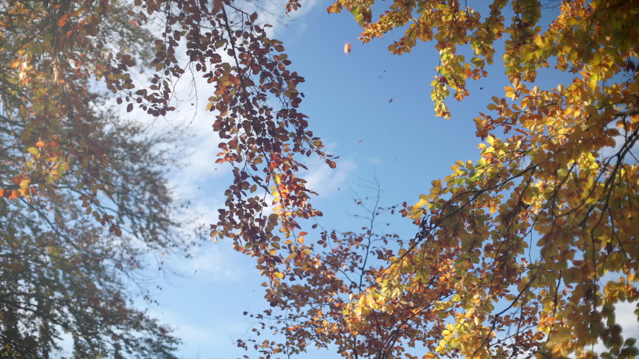 Slow-motion leaves drifting past a sunlit tree line on a beautiful autumn day