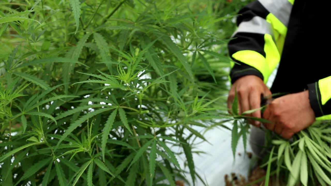 Worker in brightly colored rain jacket trims hemp plants with clippers and gathers cuttings to make clones