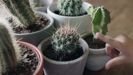 child hand touching cactus with finger poking sharp cacti childhood curiosity