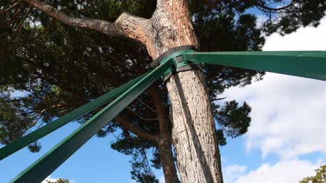 estructura de soporte del árbol