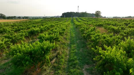 Viñedo-De-Campo-Rural-Al-Atardecer