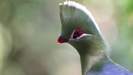 Close-up-of-Knysna-Turaco-bird---SLOW-MOTION