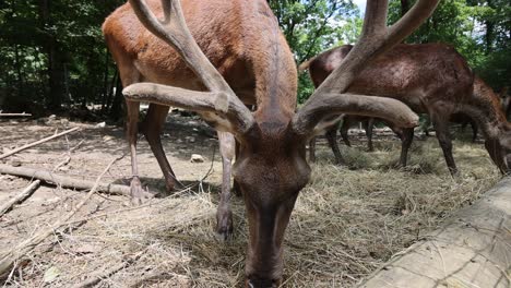 close up shot of male deer group eating fresh hay in zoo during summer day