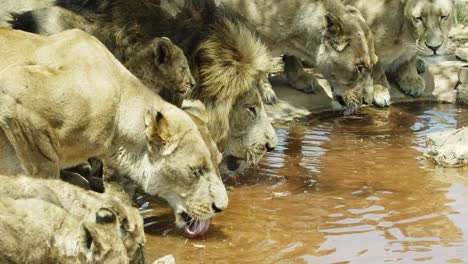 los leones se acurrucan y beben agua