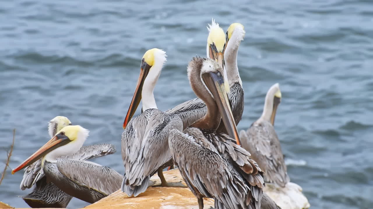 Crowd of gray pelicans landing and arranging their feathers on a big rock