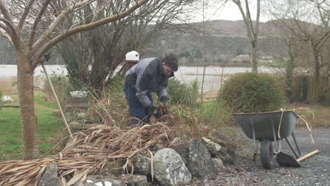 landscaper fills wheelbarrow removing dead plants from garden