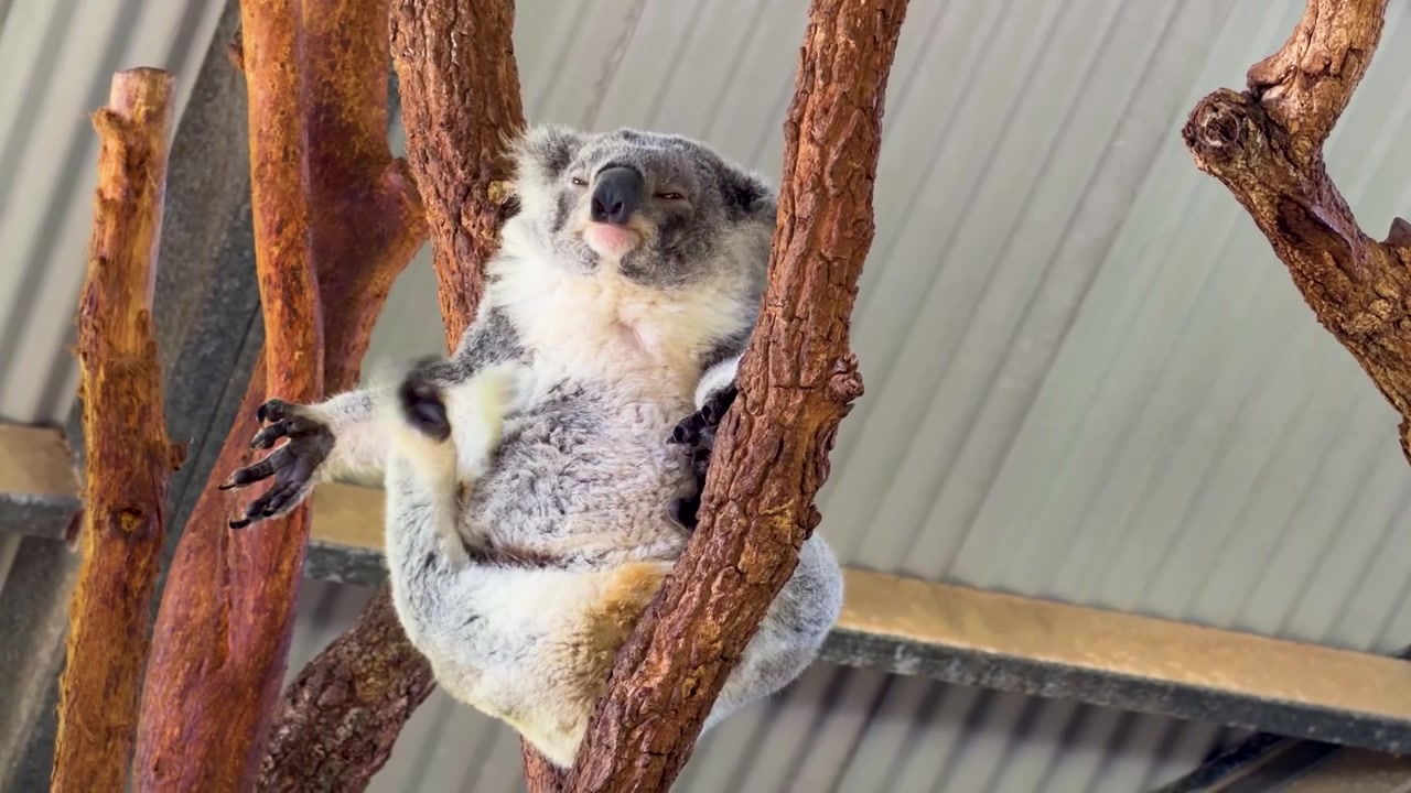 Un koala dorme pacificamente appollaiato su un ramo d'albero in un parco faunistico