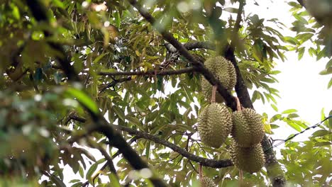 Bokeh-Shift-Focus-Footage-of-Durian-Crops-On-The-Durian-Tree