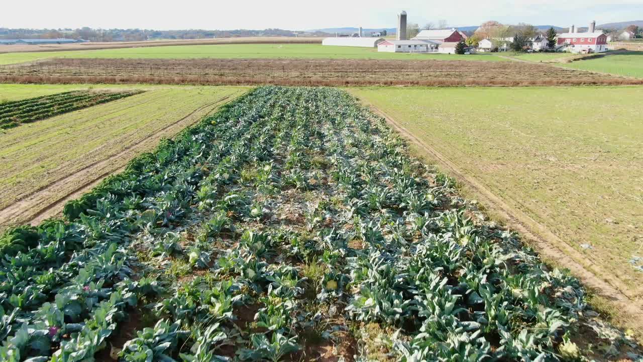 콜리플라워 밭 위의 빠른 공중 비행, 펜실베니아 랭커스터 카운티 시골의 유기농 농산물, 건강한 자연 식습관