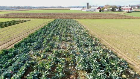 vuelo aéreo rápido sobre el campo de coliflor, productos orgánicos en el condado rural de lancaster, pennsylvania, concepto de alimentación natural y saludable