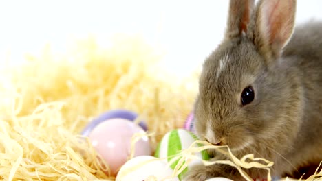 huevos de pascua con conejo de pascua en el nido