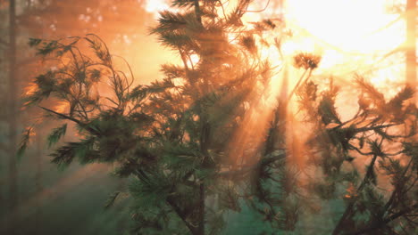 amanecer o atardecer en un bosque de pinos