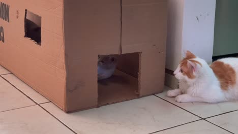 kittens and cats playing inside and outside a cardboard box at home. happy pets activities