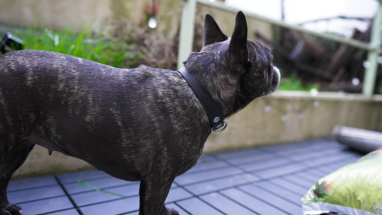 French bulldog with a black collar is curious and stands next to a bag of bark mulch and looks to the right medium close up