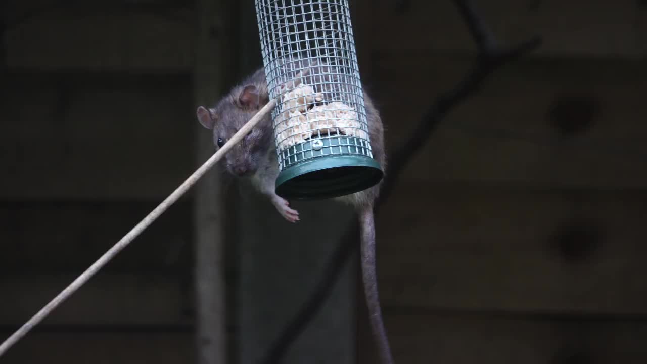 Large brown wild rat balancing on a bird feeder and eating while holding on.