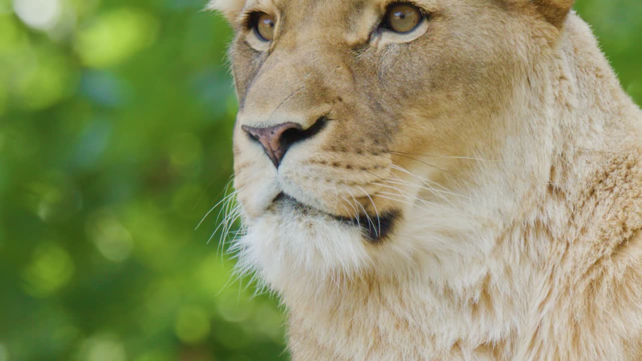 A detailed close-up shot of a lioness's head as she gazes attentively outdoors