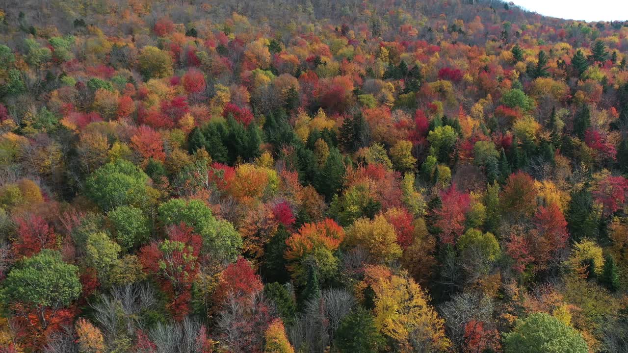 colores vivos y llamativos de la hoja del árbol del bosque