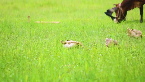 rouen clair domesticated ducks feeding in grass with cow in a poultry farm of rural bangladesh