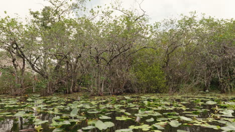 everglades swamp landscape